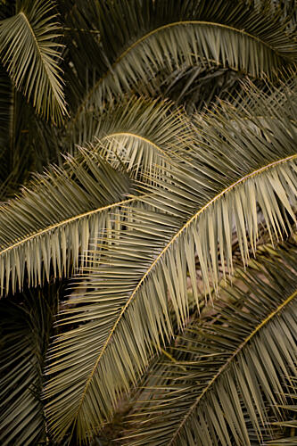 Lush Tropical Palm Fronds Art Print by Henrike Schenk