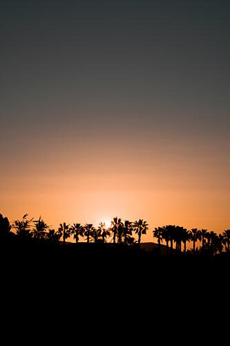 Tropical Sunset Palms Art Print by Henrike Schenk