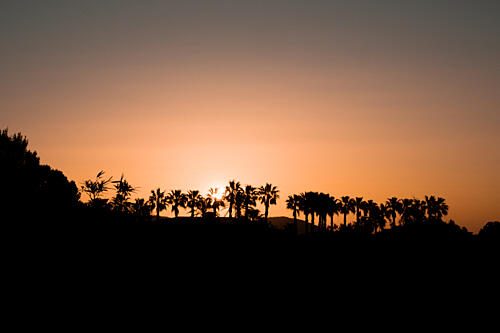 Tropical Sunset Palms Art Print by Henrike Schenk
