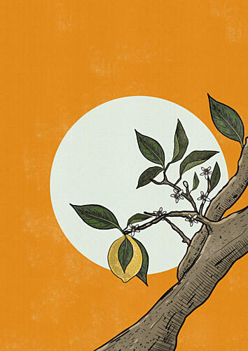 Golden Lemon Tree Sun Doré reproduction