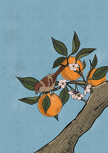 Japanese Orange Tree Bird Art japonais reproduction