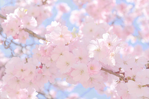 Soft Pink Cherry Blossoms Art Print