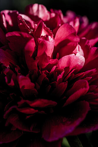 Dramatic Red Peony Art Print