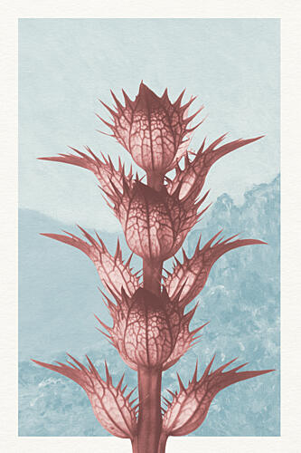 Ethereal Thistle Bloom Art Print by Wild Violets