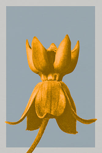 Golden Botanical Serenity Doré reproduction