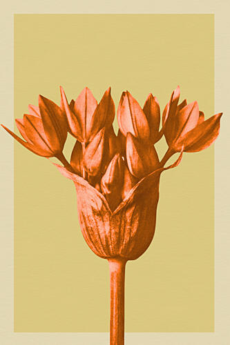 Orange Botanical Buds Art Print by Wild Violets