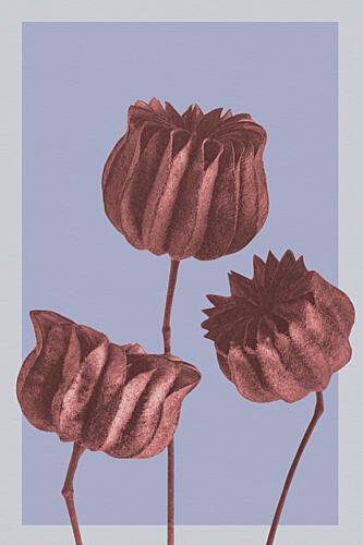 Muted Botanical Pods Art Print by Wild Violets