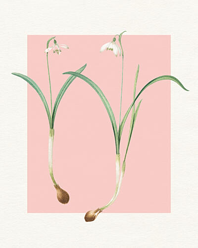 Delicate Snowdrop Blooms Art Print by Wild Violets