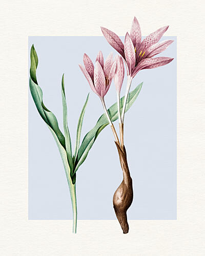 Botanical Pink Crocus Art Print by Wild Violets