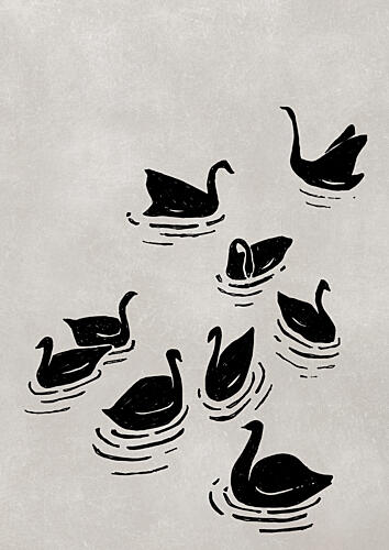 Flock of Black Swans Animaux reproduction