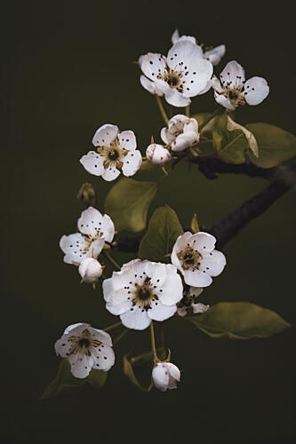 Delicate White Blossoms Art Print by Stephanie Klatt