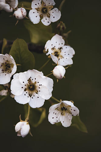 Moody White Blossoms Art Print by Stephanie Klatt