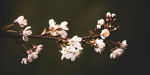 White Blossom Branch Art Print by Stephanie Klatt
