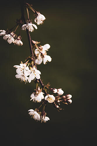 Delicate Spring Blossoms Art Print by Stephanie Klatt