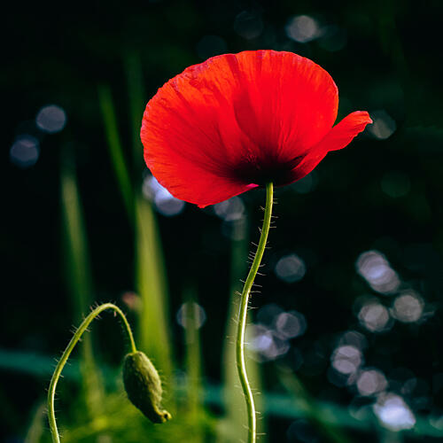 Vibrant Red Poppy Art Print by Stephanie Klatt