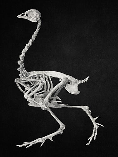 Ostrich Skeleton Study Art Print