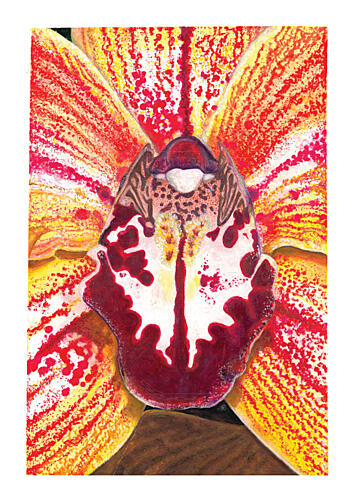 Vibrant Orchid Bloom Art Print by Julia Holmes