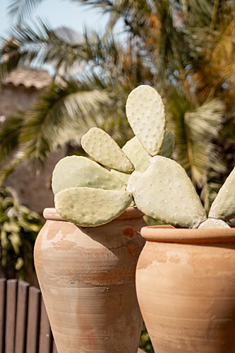Potted Cactus in Sunlight Art Print by Henrike Schenk