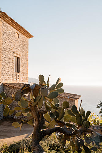 Mediterranean Cactus View Art Print by Henrike Schenk