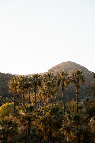 Golden Palms and Mountains Art Print by Henrike Schenk