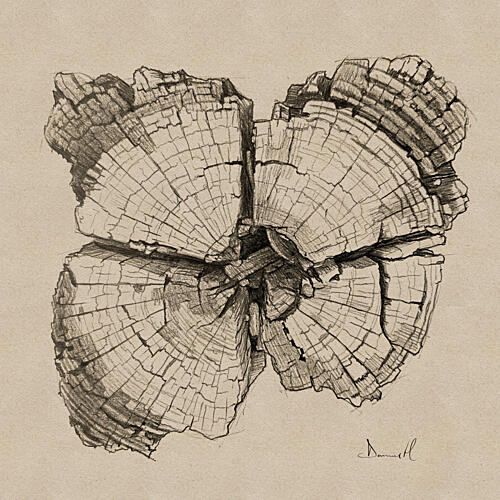 Aged Wood Grain Drawing Art Print by Dan Hobday