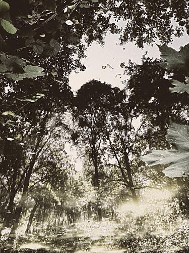 Tranquil Forest Reflection Art Print