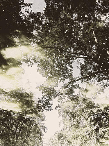 Dreamy Forest Light Art Print by Angelo Cerantola