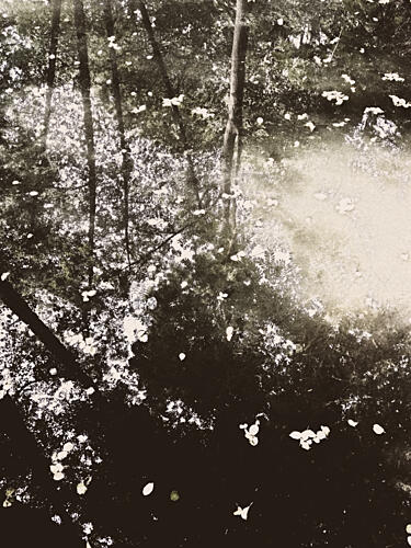 Ethereal Forest Sunlight Art Print