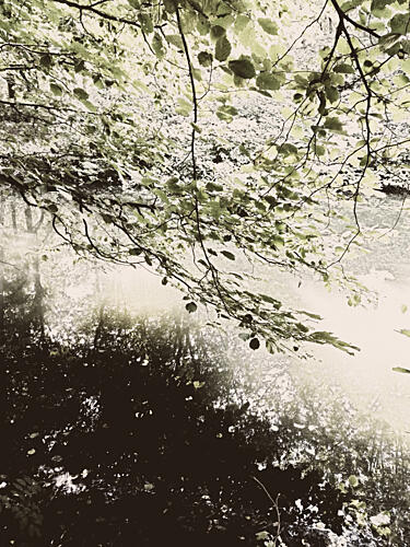 Sunlit Woodland Canopy Art Print