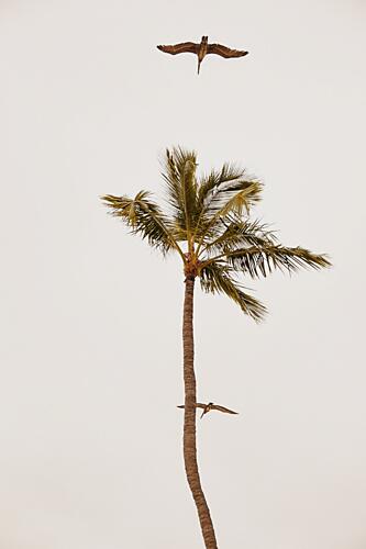 Palm Tree Pelican Flight Art Print by del Mundo Imagery