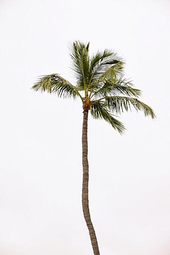 Solitary Tropical Palm Art Print by del Mundo Imagery