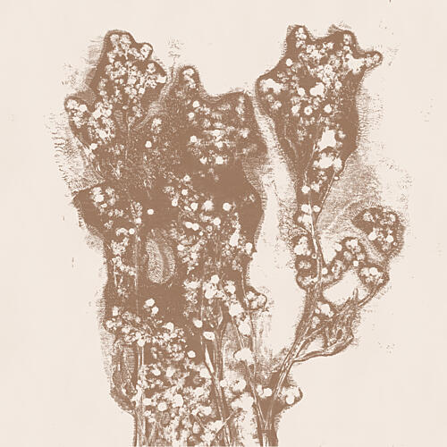 Sepia Botanical Bloom Art Print