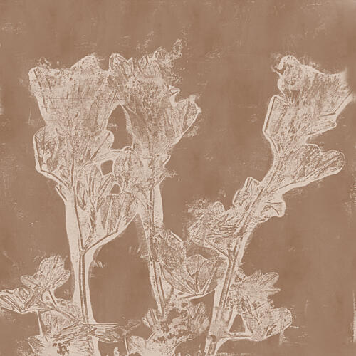 Sepia Botanical Forms Art Print