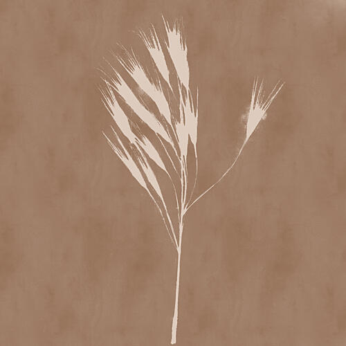 Organic Grass Plume Art Print
