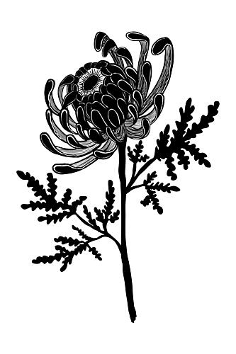 Elegant Black Chrysanthemum Art Print by Mela Patterns