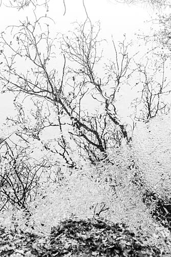 Stark Winter Branches Art Print