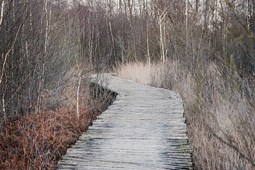 Winter Boardwalk Path Art Print