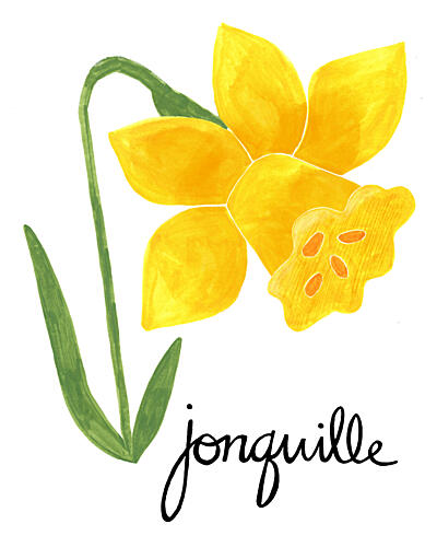 Yellow Jonquil Illustration Art Print by Susan Black