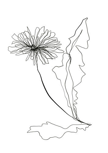 Dandelion Line Art Art Print by Ankie Kooi