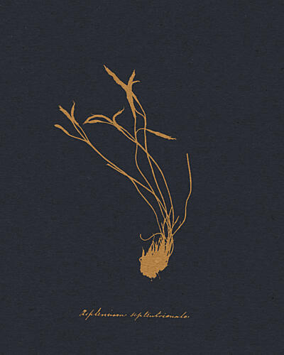 Golden Botanical Study Doré reproduction
