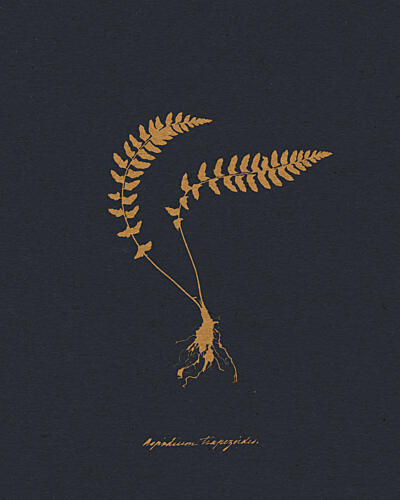 Golden Fern Illustration Doré reproduction