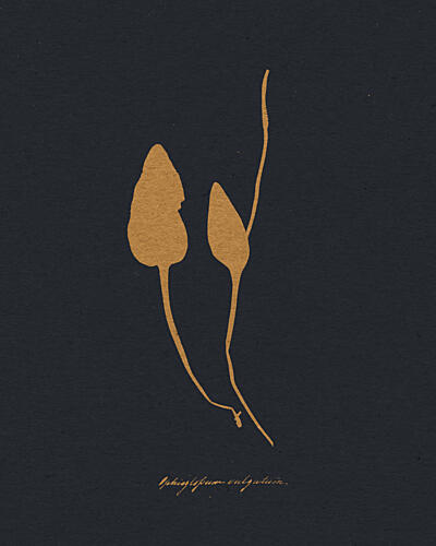 Golden Botanical Study Doré reproduction