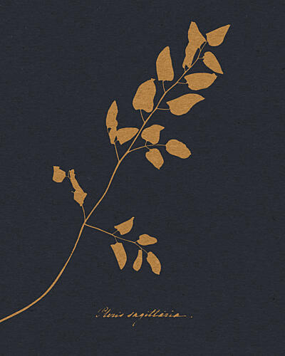 Golden Fern Silhouette Doré reproduction