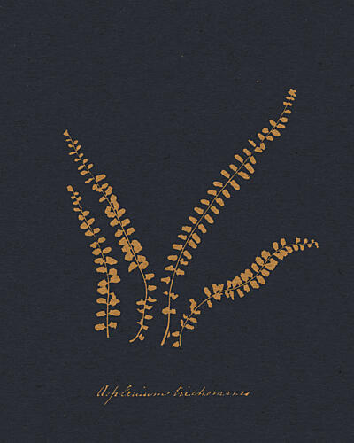 Golden Maidenhair Fern Doré reproduction