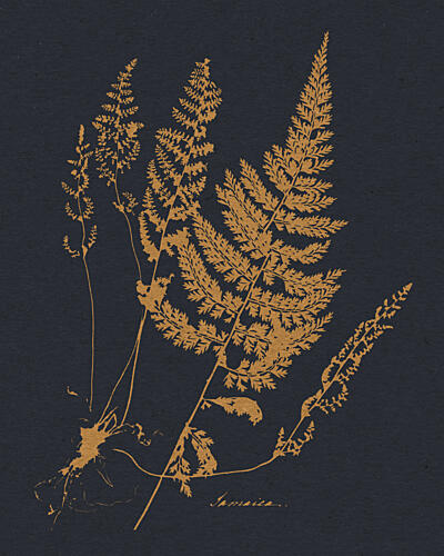 Golden Botanical Ferns Doré reproduction