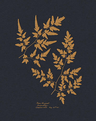 Golden Fern Fronds Doré reproduction