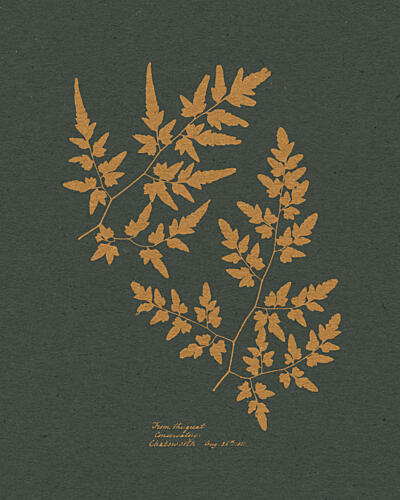 Golden Fern Silhouettes Doré reproduction