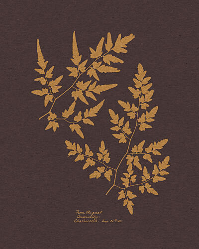 Vintage Golden Fern Fronds Doré reproduction