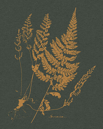 Vintage Fern Botanical Art Print by Wild Violets