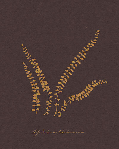 Golden Fern Botanical Study Doré reproduction